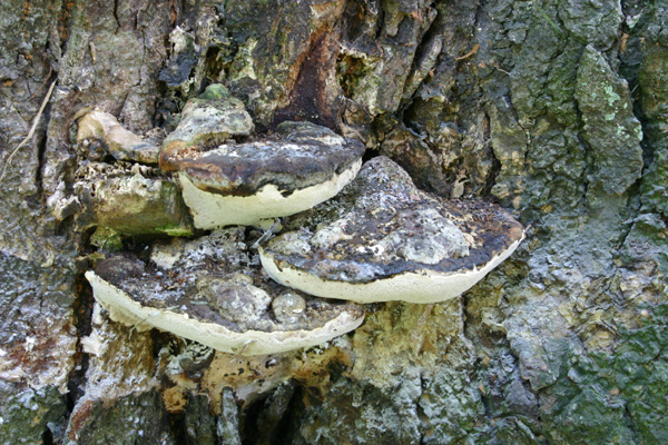 Perenniporia fraxinea (Bull)Ryvarden